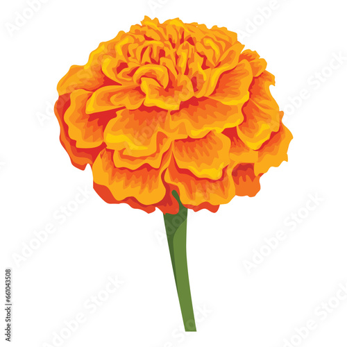 Vector orange marigold flower isolated on white background
