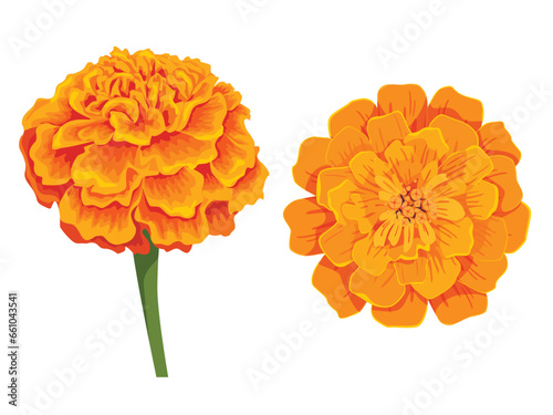 Vector orange marigold flower isolated on white background