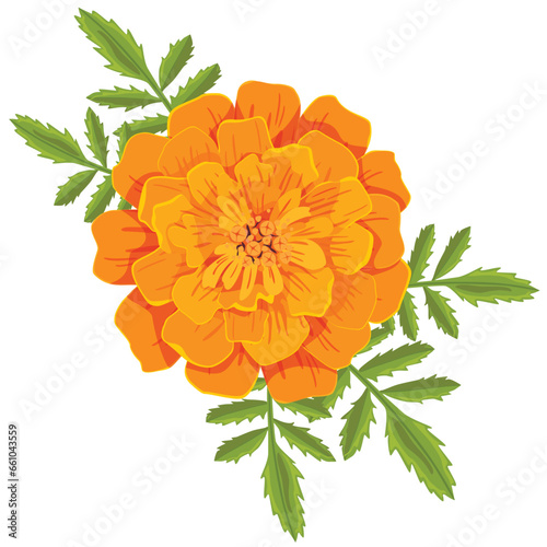 Vector orange marigold flower isolated on white background