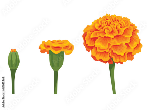 Vector orange marigold flower isolated on white background