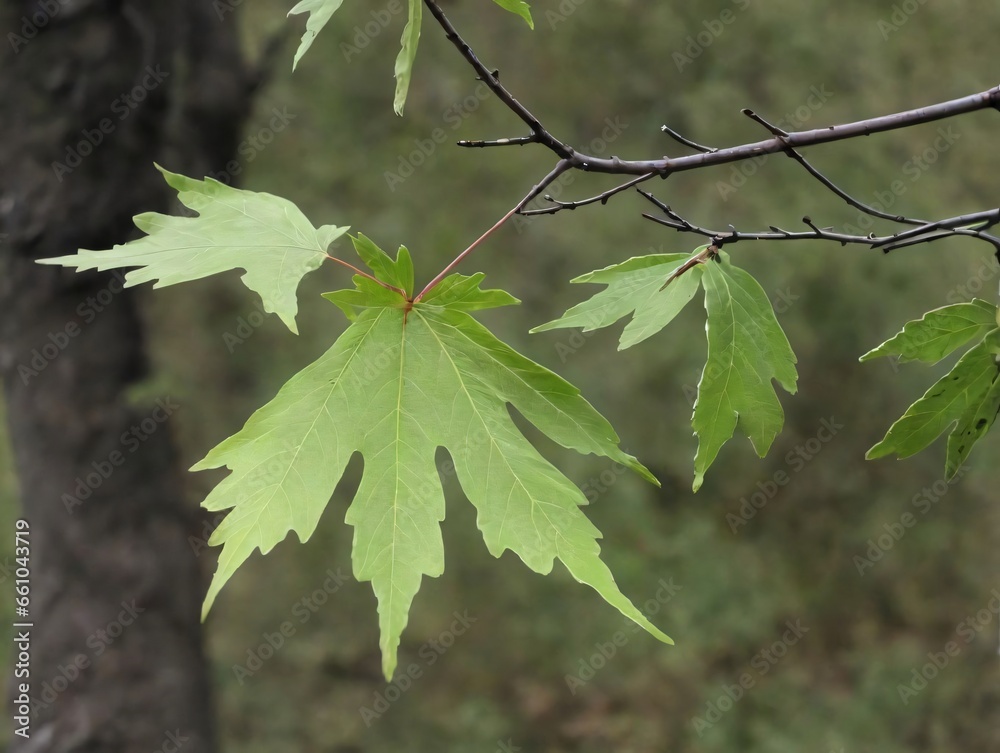 Fototapeta premium A Branch With Green Leaves Hanging From It