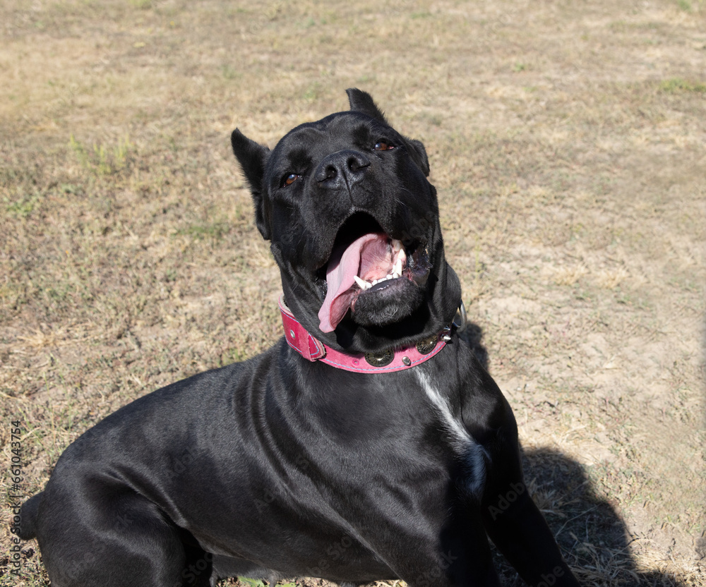 Portrait of an Italian Mastiff Cane Corso. Black and white Italian Mastiff Cane Corso outdoors. Walking training on a level paddock. Large breed of Roman gladiator dogs. The oldest dog breed Portrait of an Italian Mastiff Cane Corso. Black and white Italian Mastiff Cane Corso outdoors. Walking training on a level paddock. Large breed of Roman gladiator dogs. The oldest dog breed