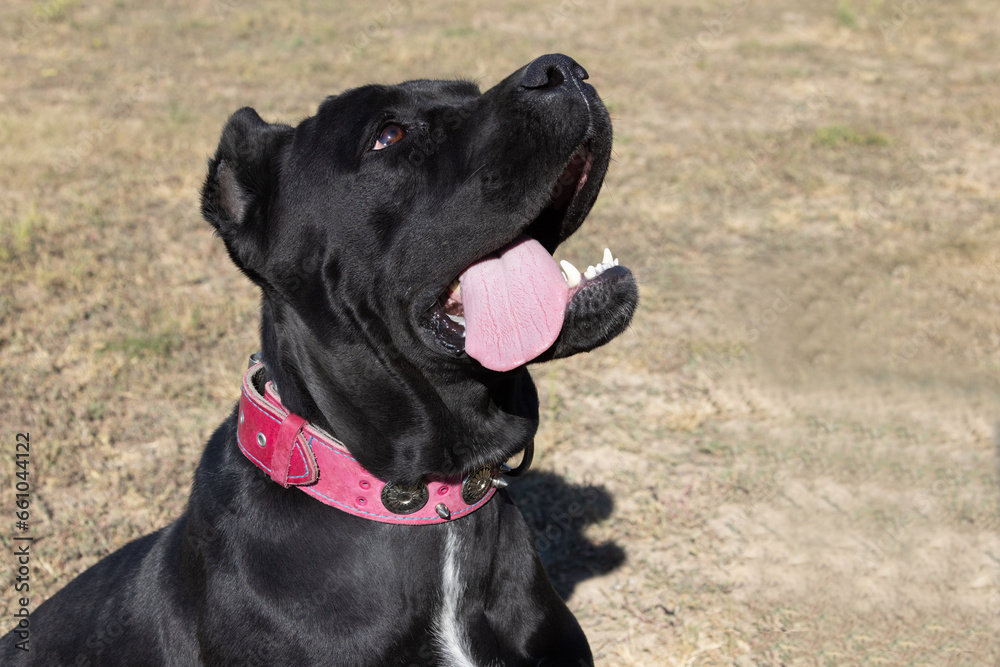 Portrait of an Italian Mastiff Cane Corso. Black and white Italian Mastiff Cane Corso outdoors. Walking training on a level paddock. Large breed of Roman gladiator dogs. The oldest dog breed Portrait of an Italian Mastiff Cane Corso. Black and white Italian Mastiff Cane Corso outdoors. Walking training on a level paddock. Large breed of Roman gladiator dogs. The oldest dog breed