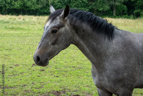 A majestic dark grey horse is captured in a serene side view portrait, standing gracefully in a picturesque meadow, epitomizing the beauty of equine elegance. Side View Portrait of Dark Grey Horse © Bjorn B