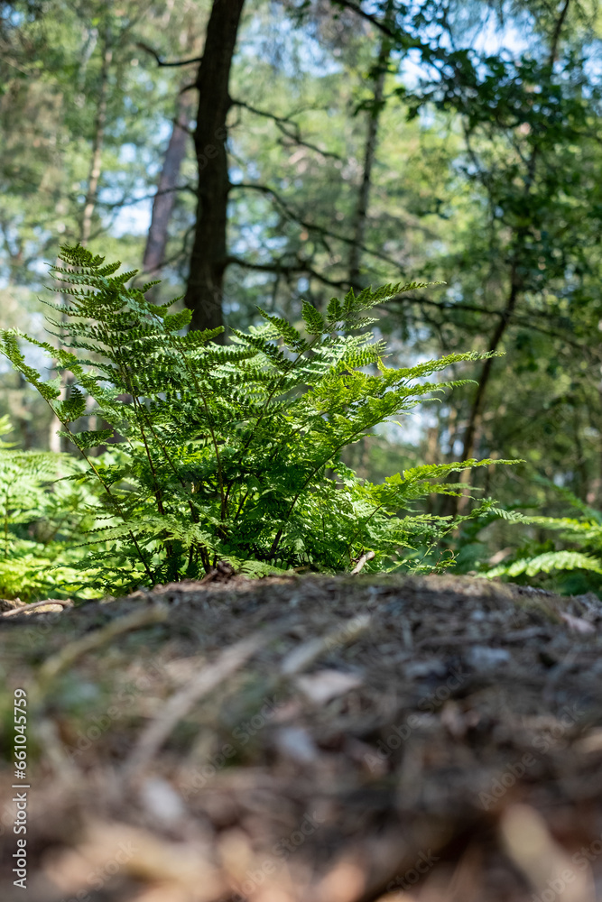 Obraz premium A close-up capture of a vibrant fern, central and sharply in focus, set against a beautifully defocused background of the lush forest, offering a tranquil woodland scene. Fern on Log in Forest Close