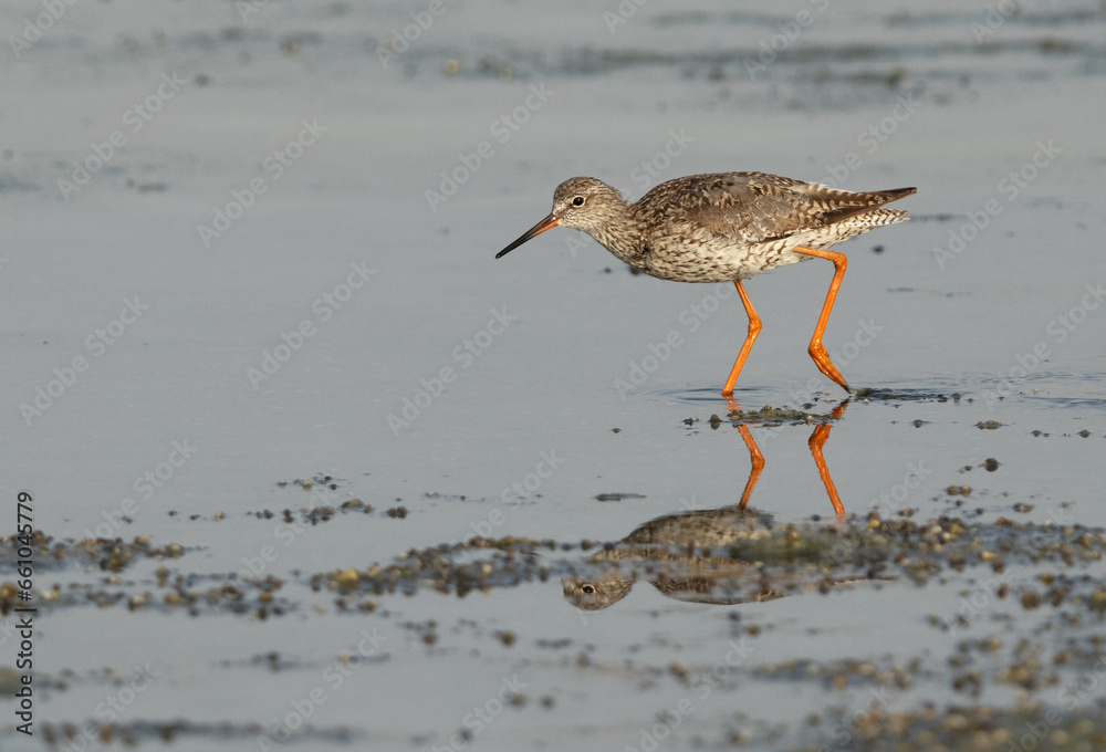 Redshank at feeding at arad coast of Bahrain Redshank at feeding at arad coast of Bahrain