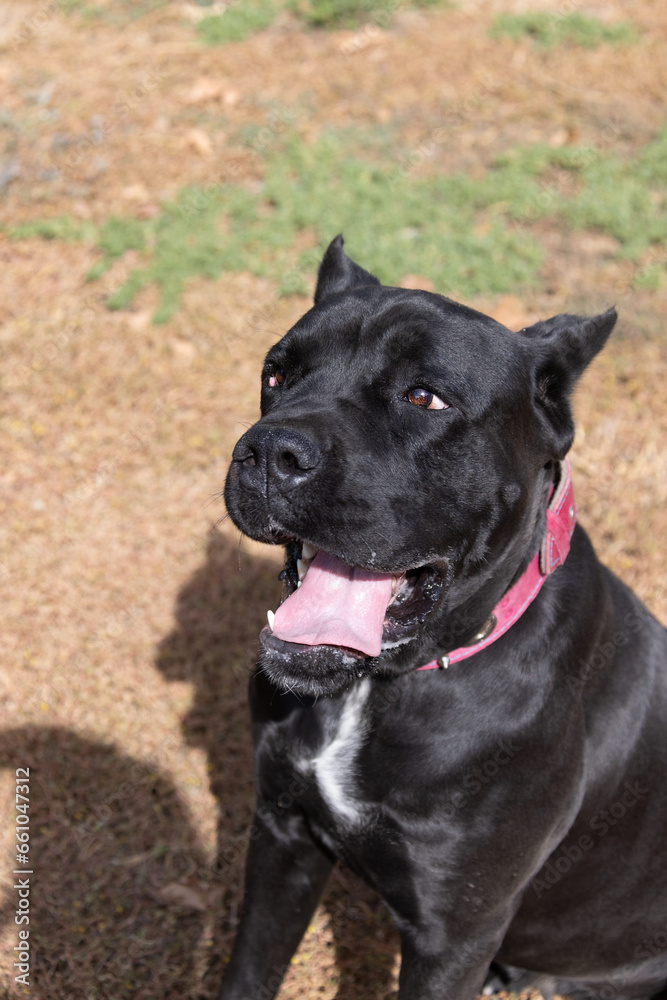 Portrait of an Italian Mastiff Cane Corso. Black and white Italian Mastiff Cane Corso outdoors. Walking training on a level paddock. Large breed of Roman gladiator dogs. The oldest dog breed Portrait of an Italian Mastiff Cane Corso. Black and white Italian Mastiff Cane Corso outdoors. Walking training on a level paddock. Large breed of Roman gladiator dogs. The oldest dog breed