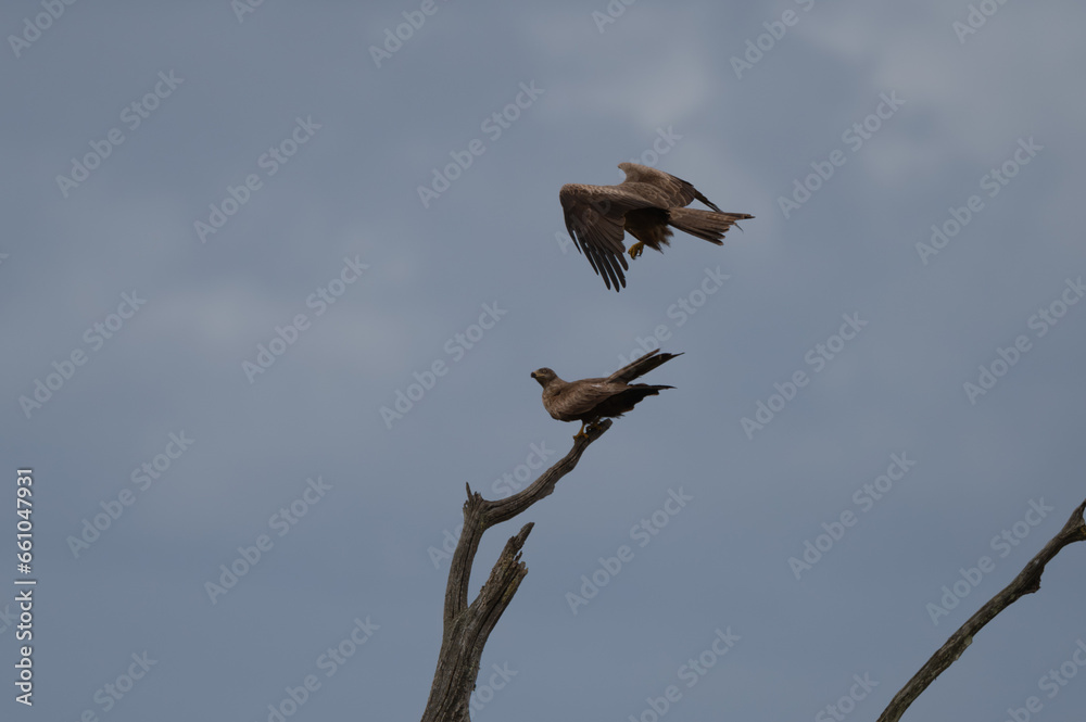 Milvus migrans - Black kite - Milan noir Milvus migrans - Black kite - Milan noir