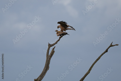 Milvus migrans - Black kite - Milan noir