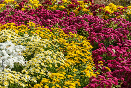 Beautiful chrysanthemum bushes yellow, red, white, pink, red colors © Minakryn Ruslan 