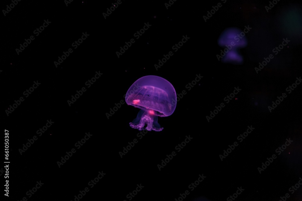 underwater photography of a beautiful cannonball jellyfish stomolophus meleagris underwater photography of a beautiful cannonball jellyfish stomolophus meleagris