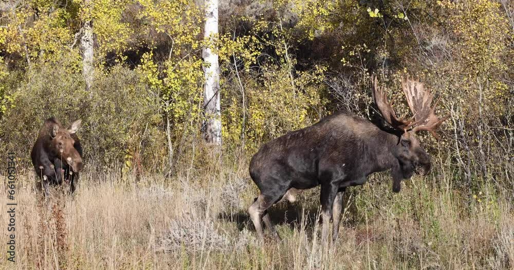 Bull Moose Rutting in Autumn in Wyoming Bull Moose Rutting in Autumn in Wyoming