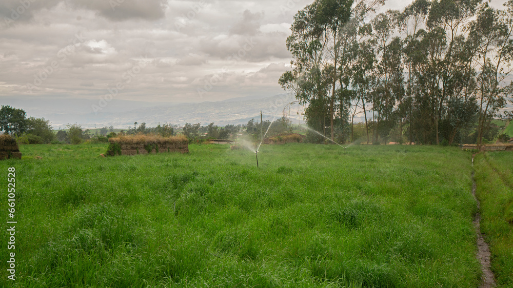 irrigation sprinkler operating in the center of a oatmeal field with trees on a cloudy day