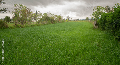 field planted with green oat plants surrounded by trees on a cloudy day