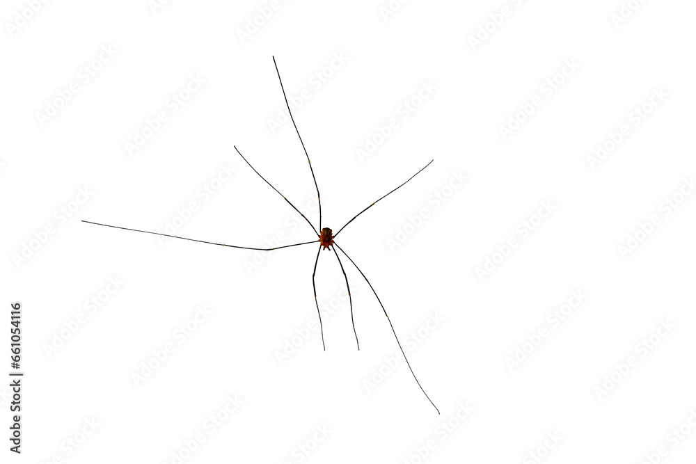 Small spider with long legs, on a transparent background Small spider with long legs, on a transparent background