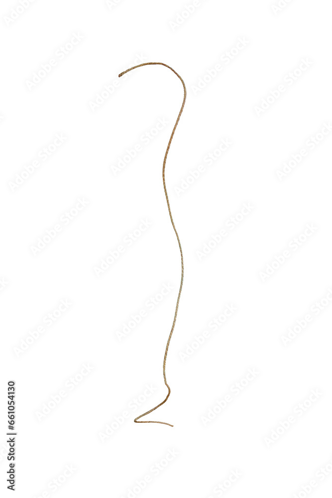 Thin string, on a transparent background