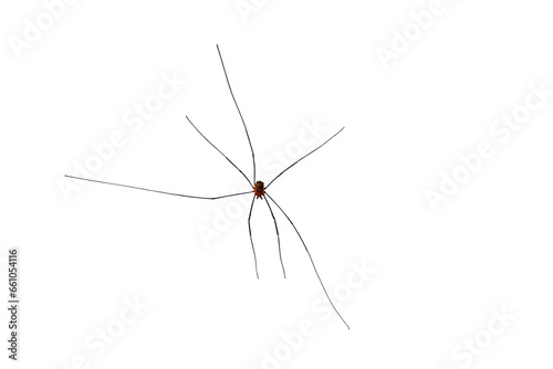 Small spider with long legs, on a transparent background