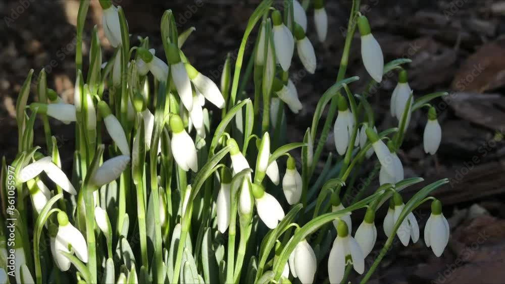 White flowers Snowdrops, Galanthus moved by wind in shade and moving light of sunlight on winter and spring time - timelapse, close-up. Topics: beauty of nature, season, wintertime, springtime, flora White flowers Snowdrops, Galanthus moved by wind in shade and moving light of sunlight on winter and spring time - timelapse, close-up. Topics: beauty of nature, season, wintertime, springtime, flora