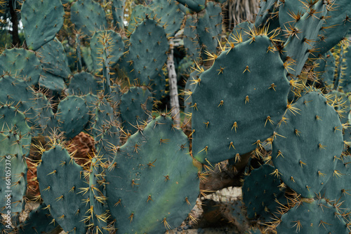 close up of cactus © pernsanitfoto