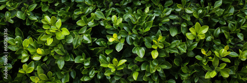 Green nature leaf for background