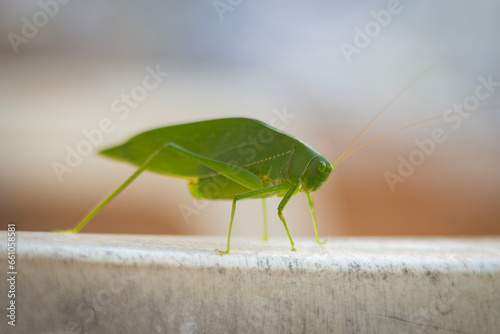 green hope insect © Hiago Rocha