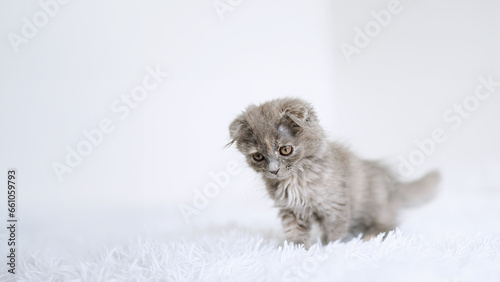 Little kitten on a white blanket. Kitty three months  © D'Action Images
