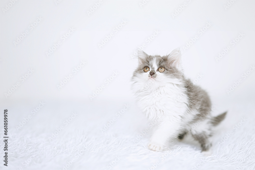 Little kitten on a white blanket. Kitty three months 