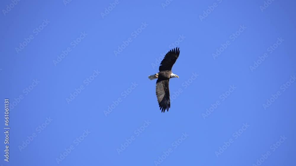 Bald Eagle flying high up against a blue sky in Wyoming. Bald Eagle flying high up against a blue sky in Wyoming.