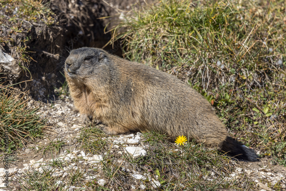 Marmot in front of his burrow entrance Marmot in front of his burrow entrance