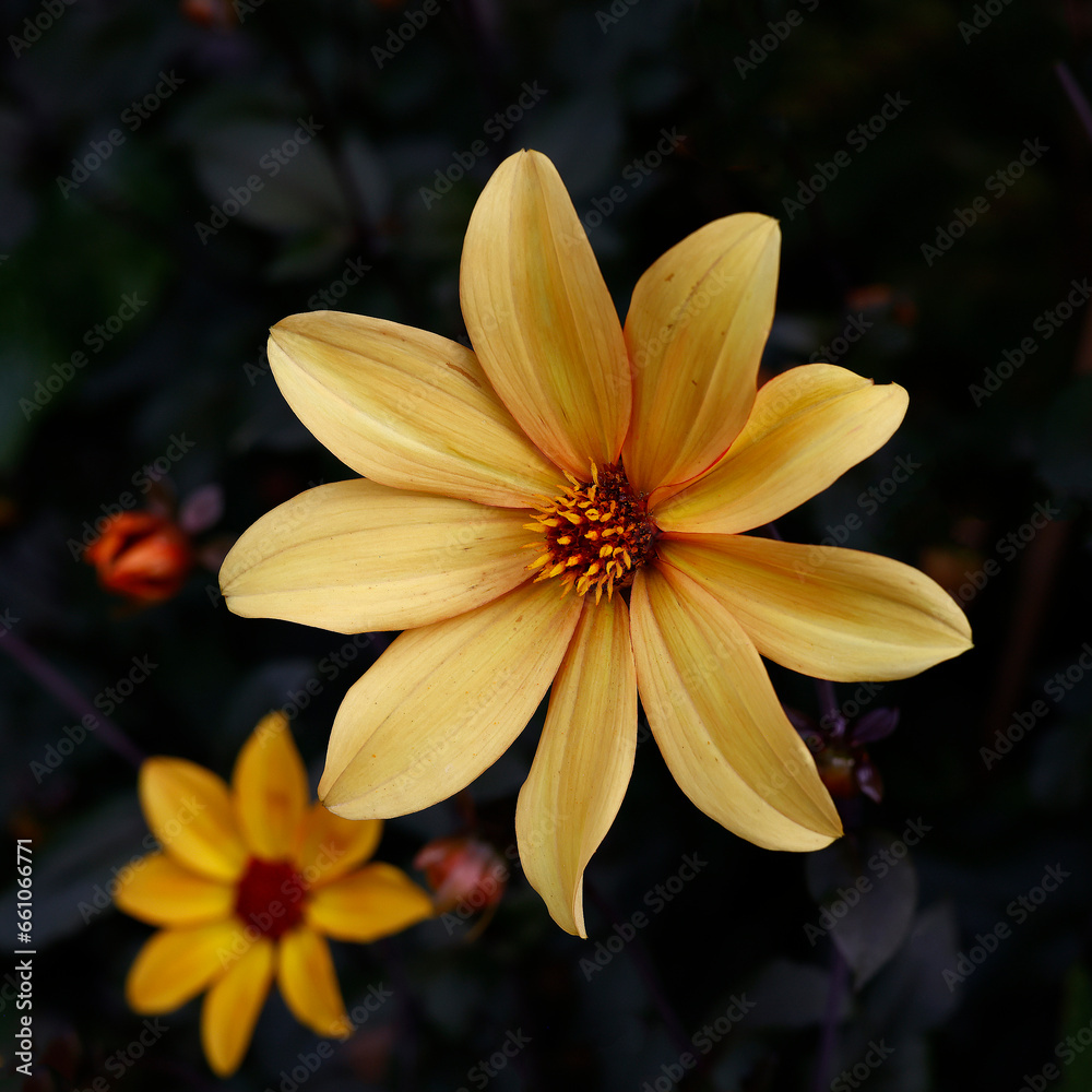 Closeup of the single yellow flower of the tender summer long flowering tuberous garden plant dahlia Bishop of York. Closeup of the single yellow flower of the tender summer long flowering tuberous garden plant dahlia Bishop of York.