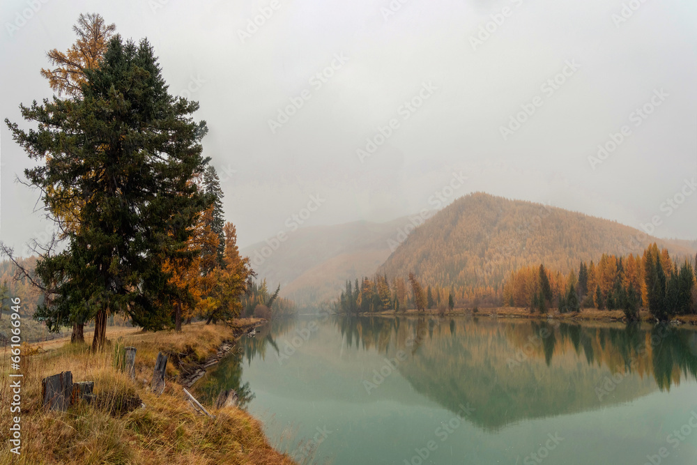 Bank of the Argut River in Altai, with golden larches. Morning calm river with reflections of trees. Impressive autumn landscapes of wild nature.