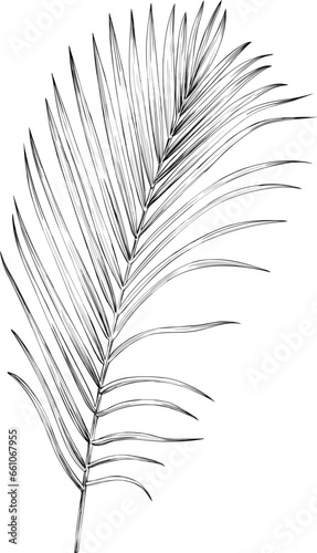 Palm leaf on a white background. Hand drawn illustration  monochrome.