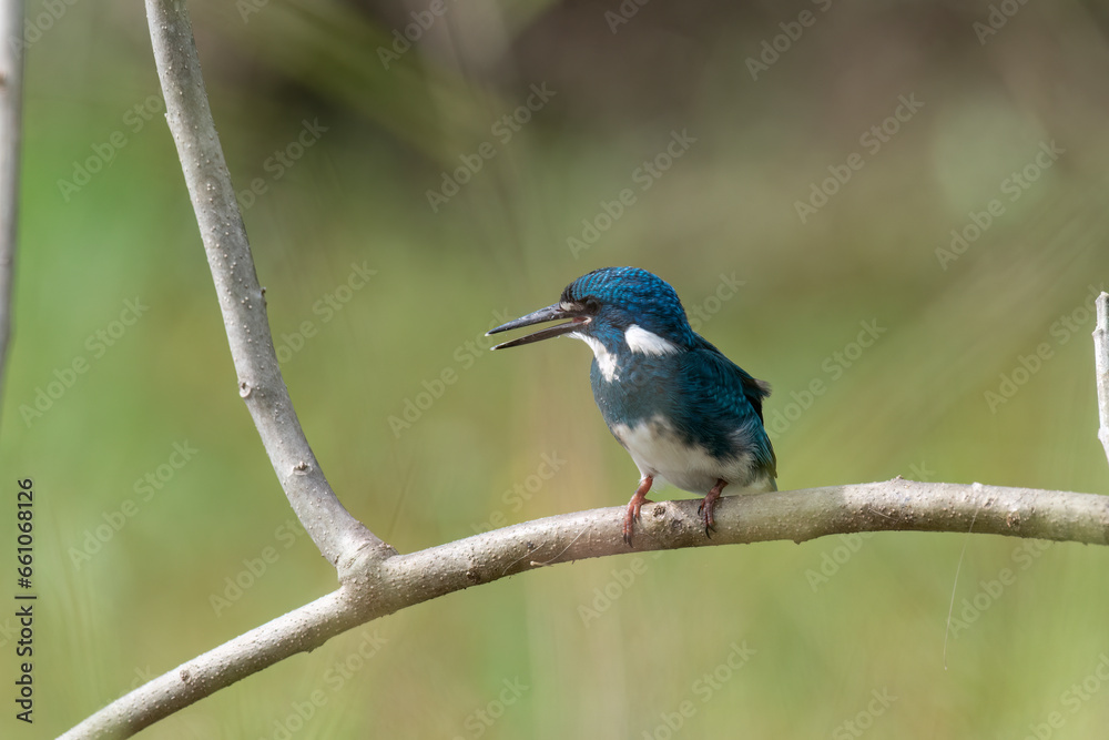 A little blue kingfisher chick is learning and perched by surveying its surroundings to hunt and find prey to eat A little blue kingfisher chick is learning and perched by surveying its surroundings to hunt and find prey to eat