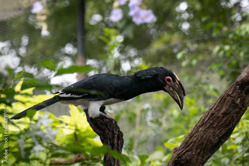 close up Southern Ground Hornbill or Bucorvus leadbeateri photo