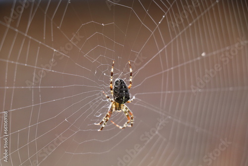 european cross spider in the center of its spiral web