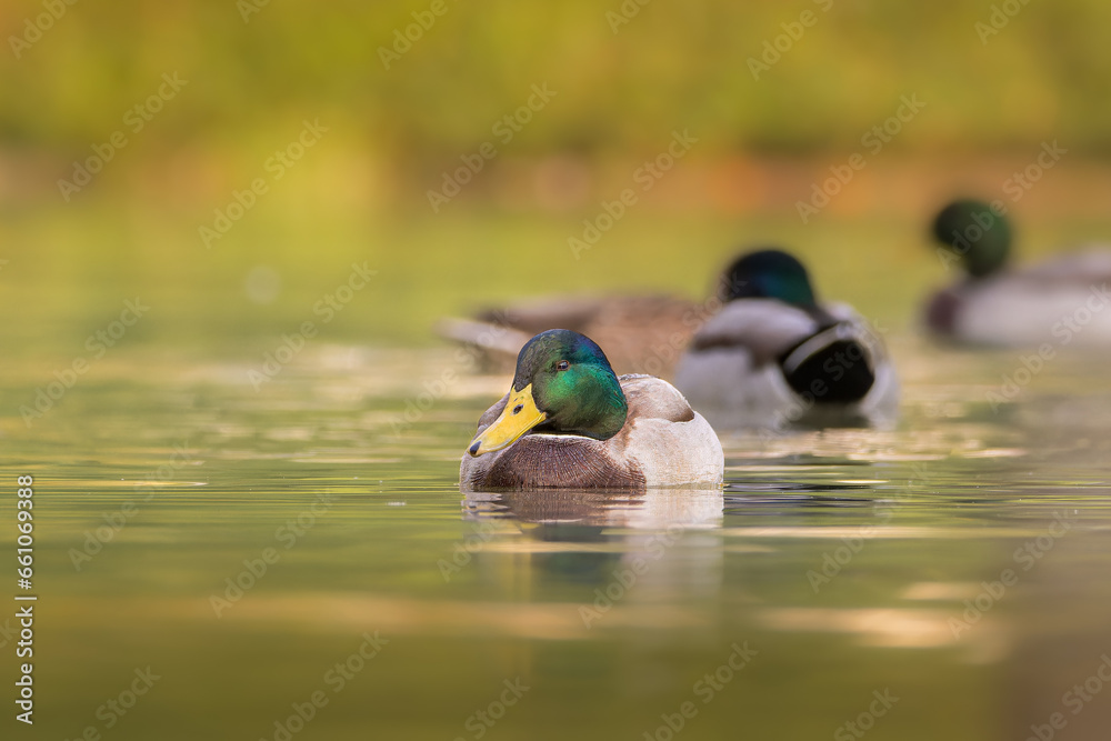 Φωτογραφία mallard duck swimming on the surface of a pond in the light of an autumn morning