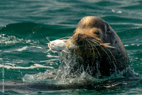 sea lion hunting fish in baja california photo