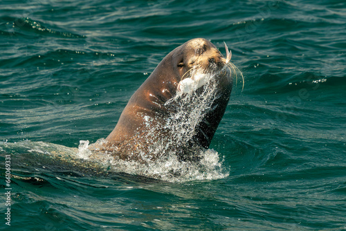 sea lion hunting fish in baja california