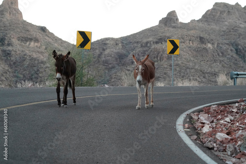 donkey on the road from la paz to Loreto panorama Baja California Sur Rocks desert landscape view photo