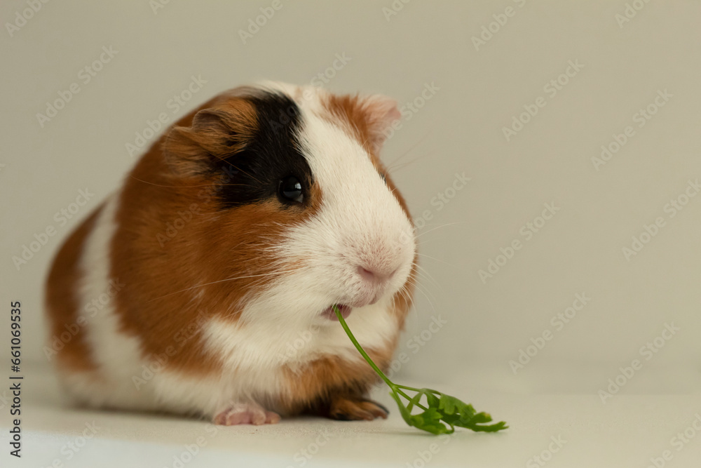 Guinea pig chews parsley. Portrait of a rodent on a white background. Guinea pig chews parsley. Portrait of a rodent on a white background.