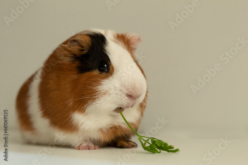 Guinea pig chews parsley. Portrait of a rodent on a white background.