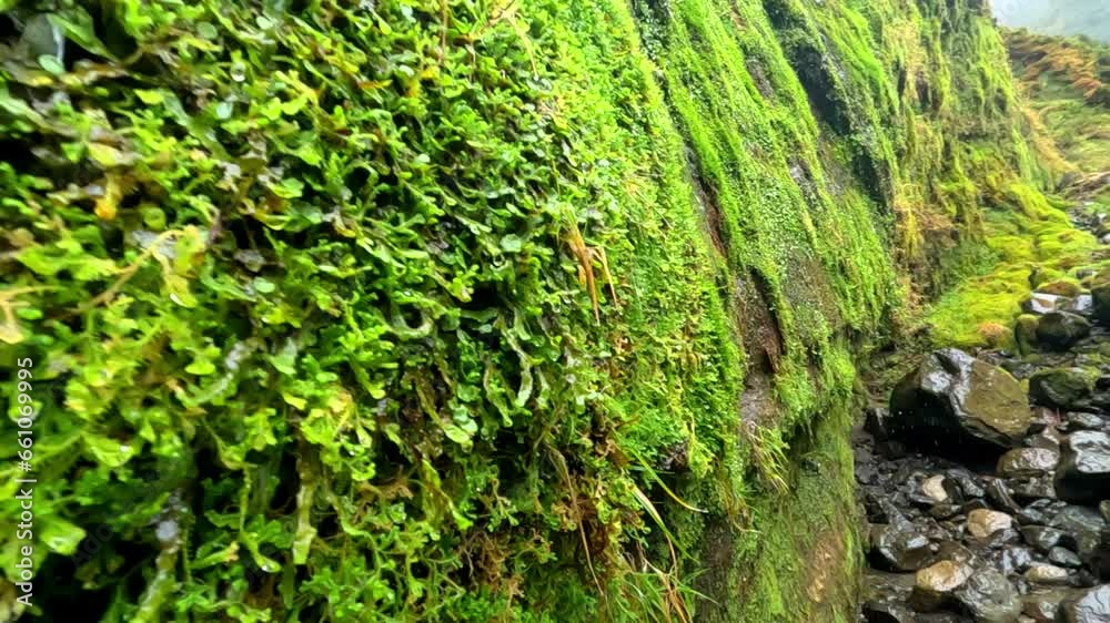 Drops falling from the green moss in a gorge full of rocks and a river in a trail in 'das Lombadas' in Azores, during a rainy day with a lot of moisture
