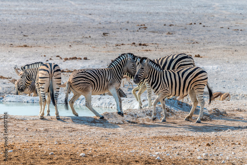 A view of a herd of Zebras beside a waterhole in the morning in the Etosha National Park in Namibia in the dry season