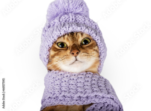 Fototapeta Naklejka Na Ścianę i Meble -  Cute Bengal cat in a scarf and hat close-up