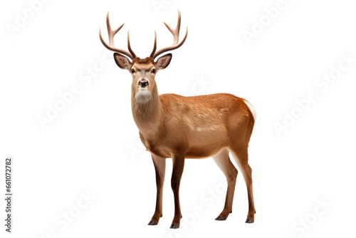 A deer with antlers on a Transparent or white background, Generative AI © MONWARA