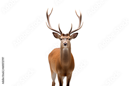 A deer with antlers on a Transparent or white background  Generative AI