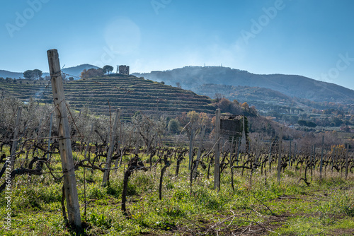 Φωτογραφία Vineyard In Frascati Region