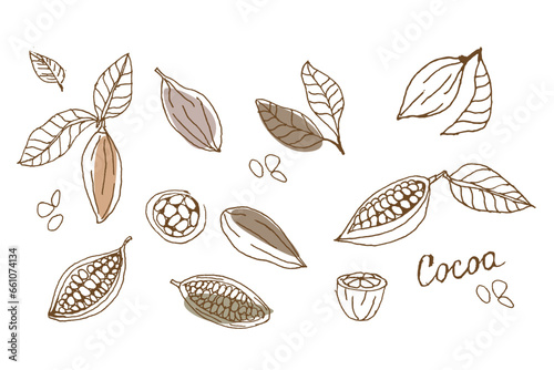 Outline Cacao beans, leaves on white background