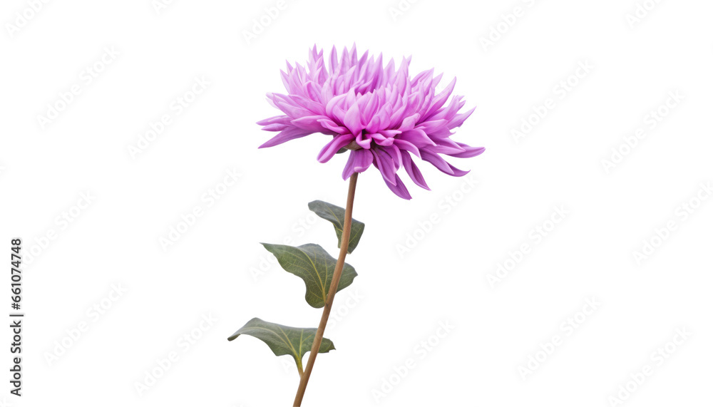 pink flower isolated on transparent background cutout