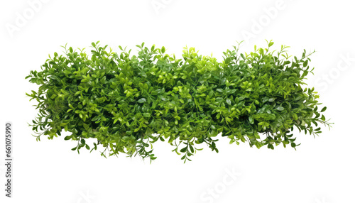 green bush isolated on transparent background cutout